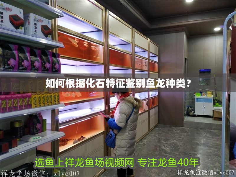 如何根據化石特征鑒別魚龍種類？