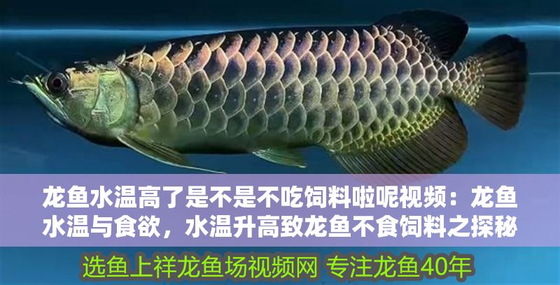 龍魚水溫高了是不是不吃飼料啦呢視頻：龍魚水溫與食欲，水溫升高致龍魚不食飼料之探秘