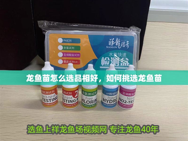 龍魚苗怎么選品相好，如何挑選龍魚苗