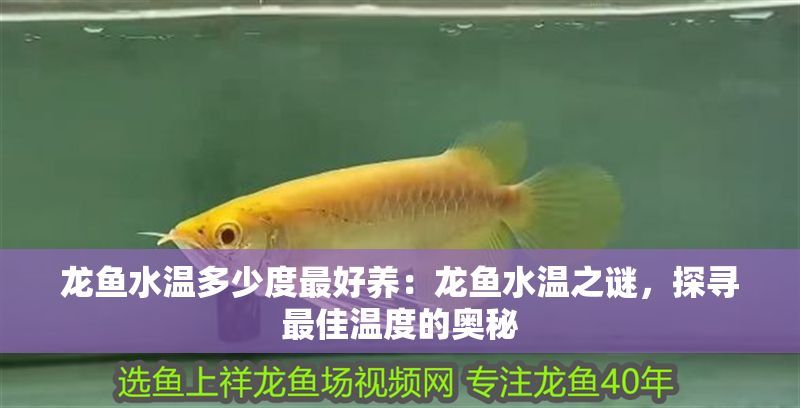 龍魚水溫多少度最好養：龍魚水溫之謎，探尋最佳溫度的奧秘