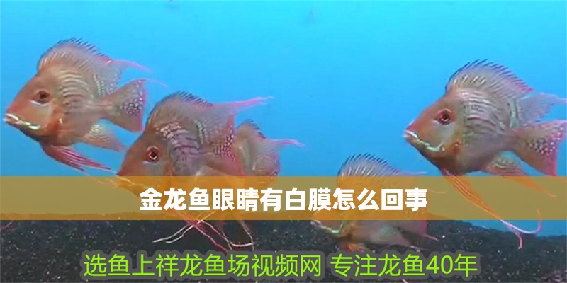 金龍魚眼睛有白膜怎么回事