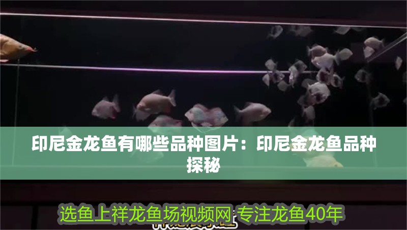 印尼金龍魚有哪些品種圖片：印尼金龍魚品種探秘