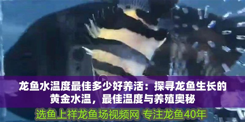 龍魚水溫度最佳多少好養(yǎng)活：探尋龍魚生長的黃金水溫，最佳溫度與養(yǎng)殖奧秘