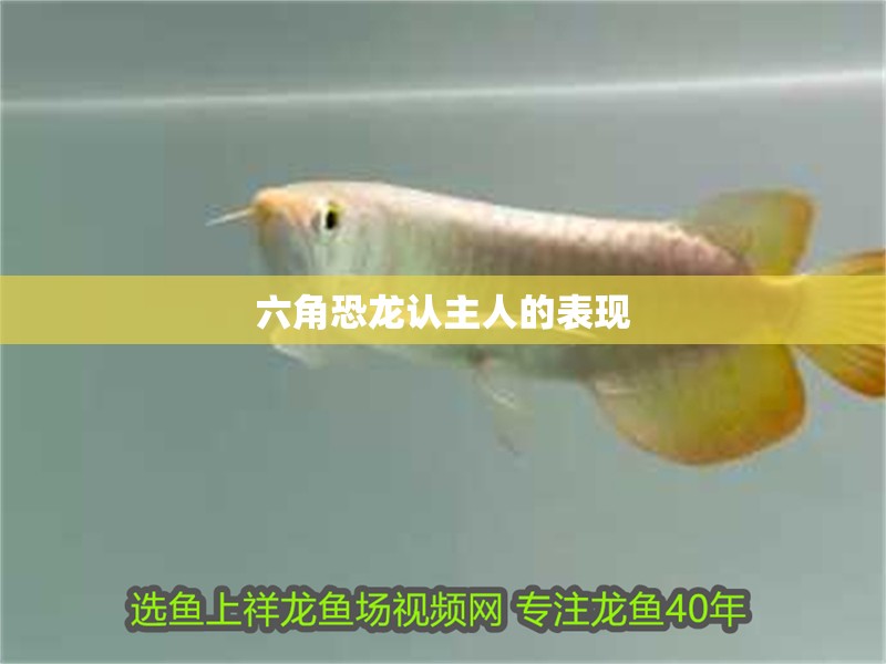 六角恐龍認主人的表現