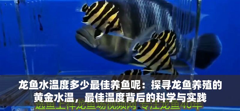 龍魚水溫度多少最佳養魚呢：探尋龍魚養殖的黃金水溫，最佳溫度背后的科學與實踐