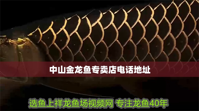 中山金龍魚專賣店電話地址 中山金龍魚專賣店電話地址 龍魚百科