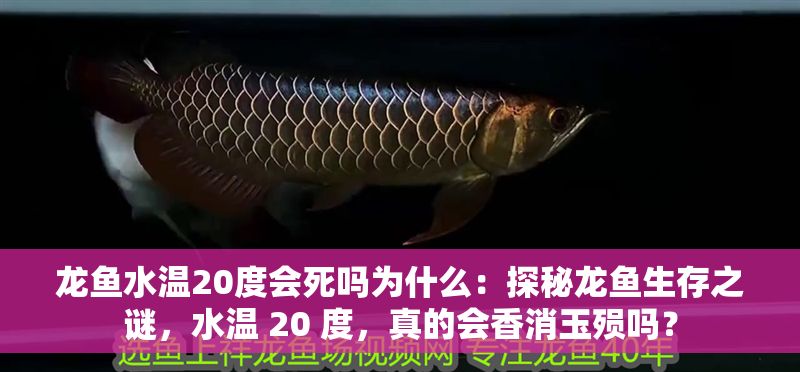 龍魚水溫20度會死嗎為什么：探秘龍魚生存之謎，水溫 20 度，真的會香消玉殞嗎？