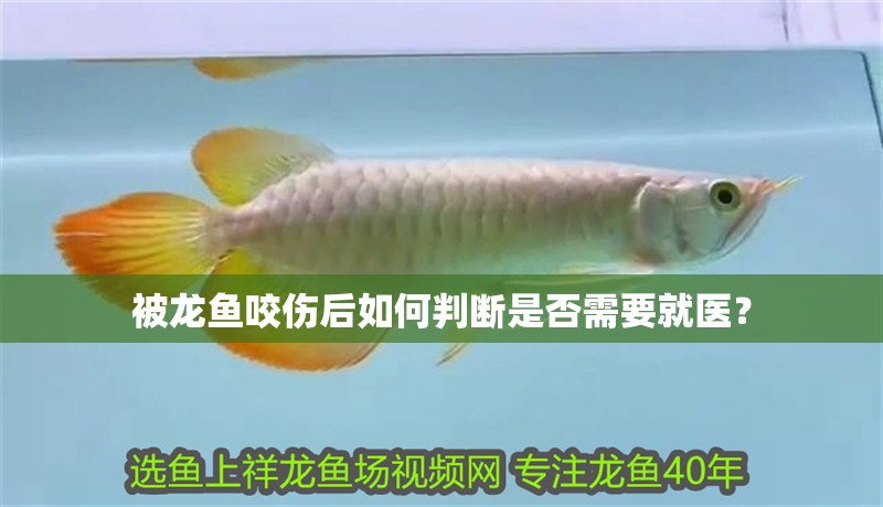 被龍魚咬傷后如何判斷是否需要就醫？