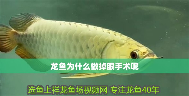 龍魚為什么做掉眼手術(shù)呢