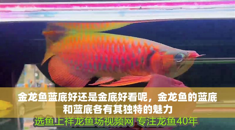 金龍魚藍底好還是金底好看呢，金龍魚的藍底和藍底各有其獨特的魅力