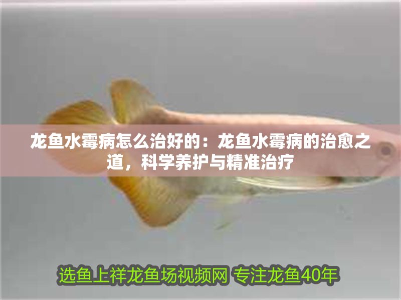 龍魚水霉病怎么治好的：龍魚水霉病的治愈之道，科學養護與精準治療 龍魚水霉病怎么治好的：龍魚水霉病的治愈之道，科學養護與精準治療 龍魚百科 第1張