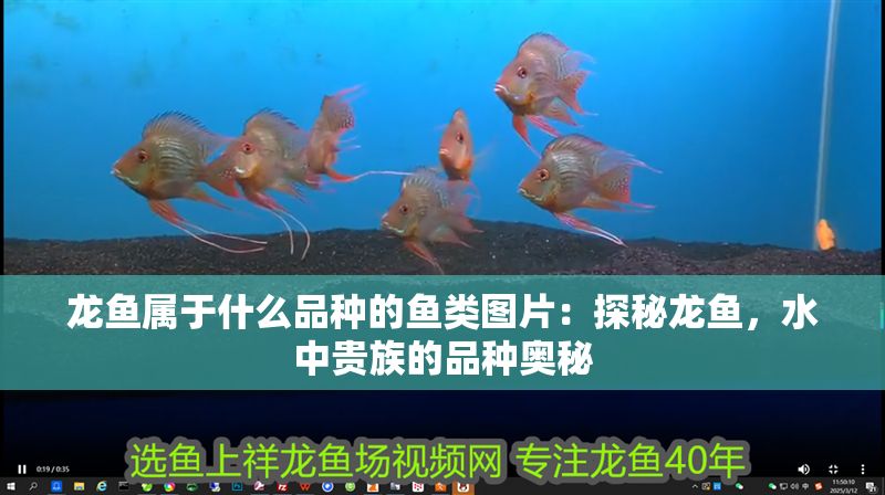 龍魚屬于什么品種的魚類圖片：探秘龍魚，水中貴族的品種奧秘