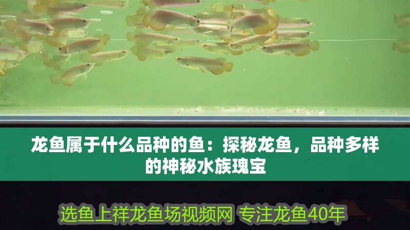龍魚屬于什么品種的魚：探秘龍魚，品種多樣的神秘水族瑰寶