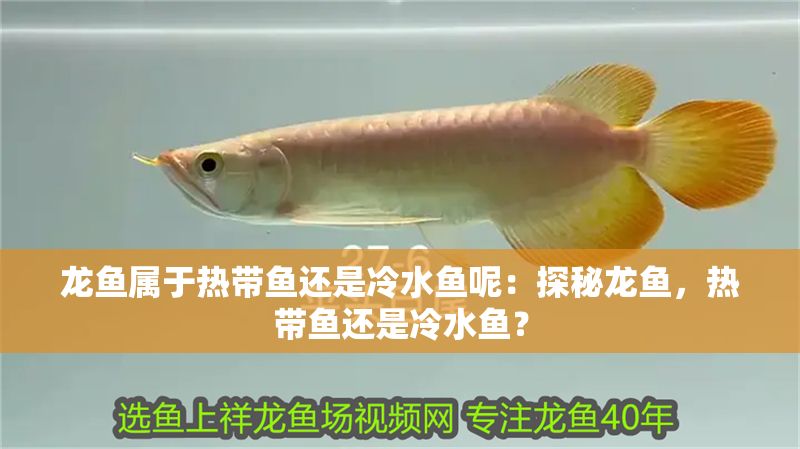 龍魚屬于熱帶魚還是冷水魚呢：探秘龍魚，熱帶魚還是冷水魚？
