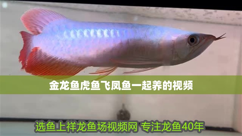 金龍魚虎魚飛鳳魚一起養(yǎng)的視頻