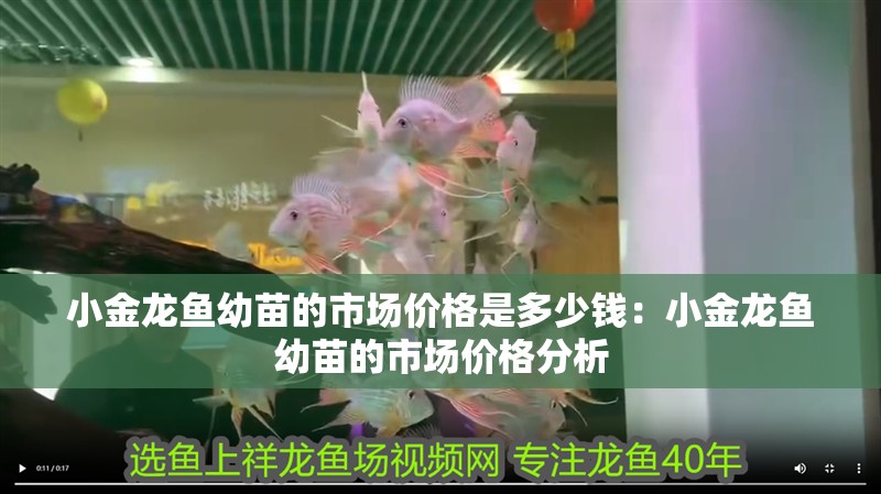 小金龍魚幼苗的市場價格是多少錢：小金龍魚幼苗的市場價格分析