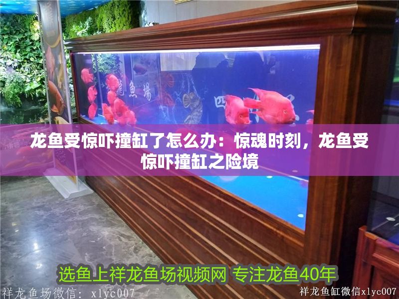 龍魚受驚嚇撞缸了怎么辦：驚魂時刻，龍魚受驚嚇撞缸之險境