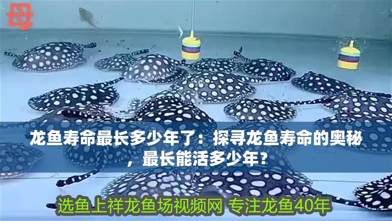 龍魚壽命最長多少年了：探尋龍魚壽命的奧秘，最長能活多少年？