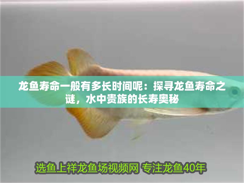 龍魚壽命一般有多長時間呢：探尋龍魚壽命之謎，水中貴族的長壽奧秘