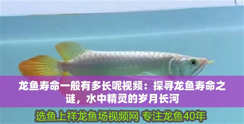龍魚壽命一般有多長呢視頻：探尋龍魚壽命之謎，水中精靈的歲月長河