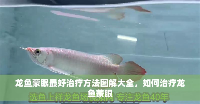 龍魚蒙眼最好治療方法圖解大全，如何治療龍魚蒙眼