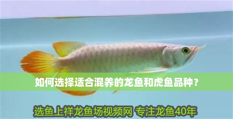 如何選擇適合混養(yǎng)的龍魚和虎魚品種？