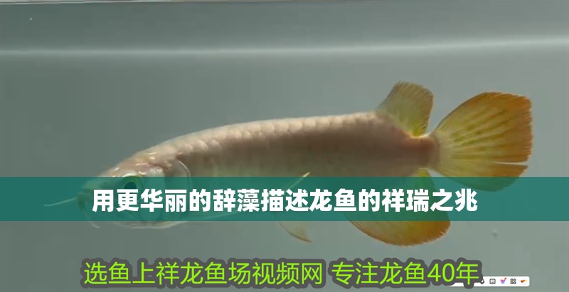 用更華麗的辭藻描述龍魚的祥瑞之兆