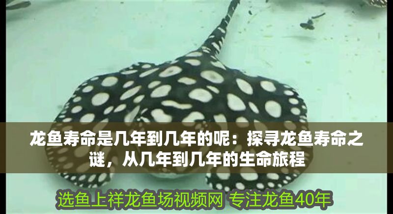 龍魚壽命是幾年到幾年的呢：探尋龍魚壽命之謎，從幾年到幾年的生命旅程