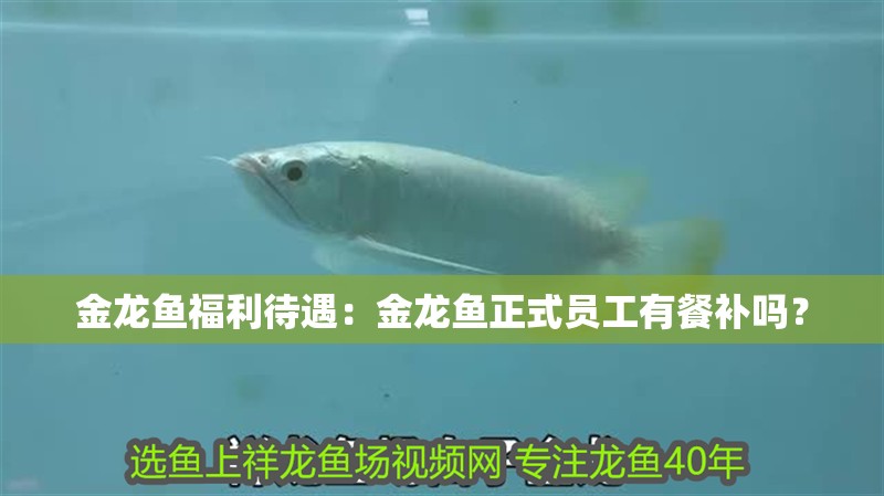 金龍魚福利待遇：金龍魚正式員工有餐補嗎？