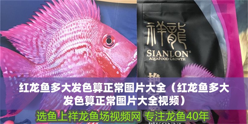 紅龍魚多大發色算正常圖片大全（紅龍魚多大發色算正常圖片大全視頻）