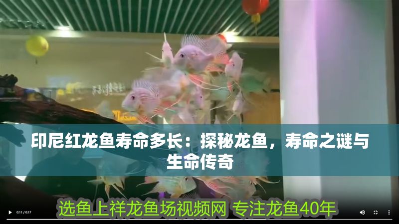 印尼紅龍魚壽命多長：探秘龍魚，壽命之謎與生命傳奇
