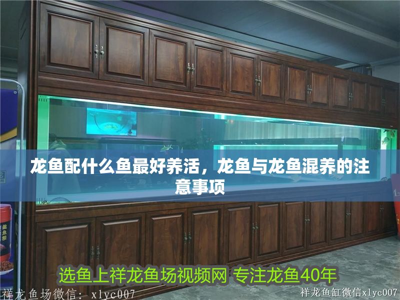 龍魚配什么魚最好養活，龍魚與龍魚混養的注意事項