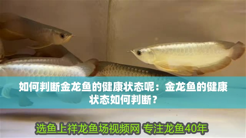 如何判斷金龍魚的健康狀態(tài)呢：金龍魚的健康狀態(tài)如何判斷？