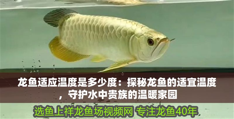 龍魚適應溫度是多少度：探秘龍魚的適宜溫度，守護水中貴族的溫暖家園