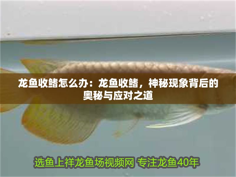 龍魚(yú)收鰭怎么辦：龍魚(yú)收鰭，神秘現(xiàn)象背后的奧秘與應(yīng)對(duì)之道