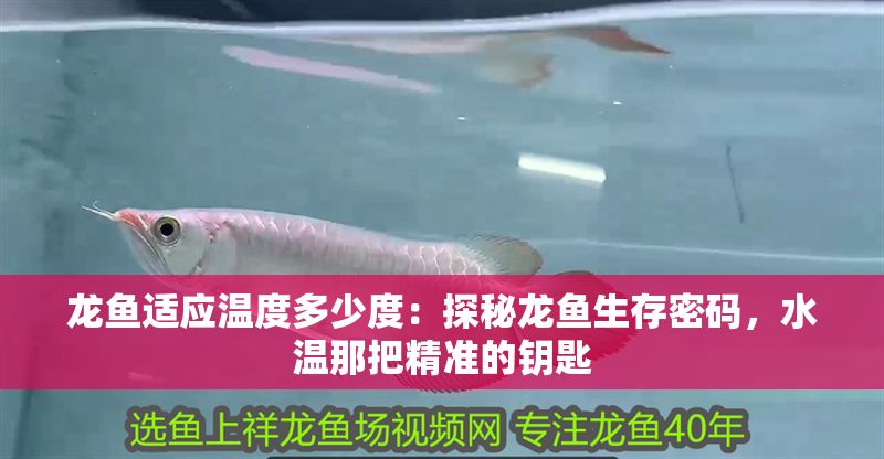 龍魚適應溫度多少度：探秘龍魚生存密碼，水溫那把精準的鑰匙