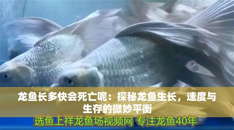 龍魚長多快會(huì)死亡呢：探秘龍魚生長，速度與生存的微妙平衡