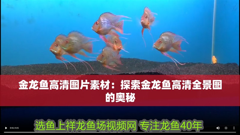 金龍魚高清圖片素材：探索金龍魚高清全景圖的奧秘