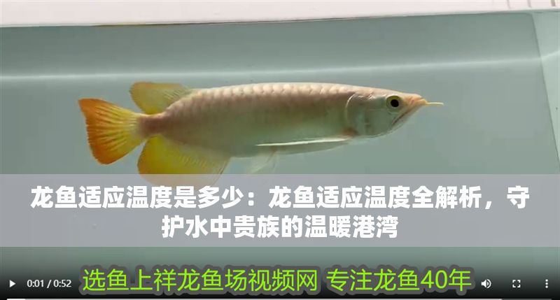 龍魚適應溫度是多少：龍魚適應溫度全解析，守護水中貴族的溫暖港灣