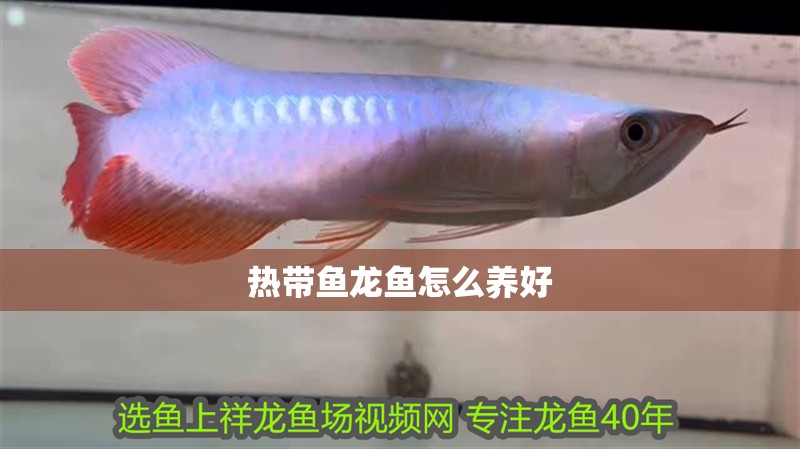 熱帶魚龍魚怎么養好
