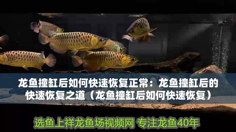 龍魚撞缸后如何快速恢復正常：龍魚撞缸后的快速恢復之道（龍魚撞缸后如何快速恢復）