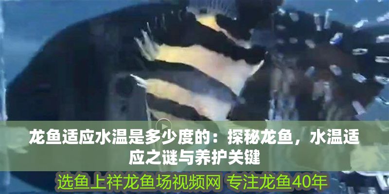 龍魚適應(yīng)水溫是多少度的：探秘龍魚，水溫適應(yīng)之謎與養(yǎng)護(hù)關(guān)鍵 龍魚適應(yīng)水溫是多少度的：探秘龍魚，水溫適應(yīng)之謎與養(yǎng)護(hù)關(guān)鍵 龍魚百科 第1張