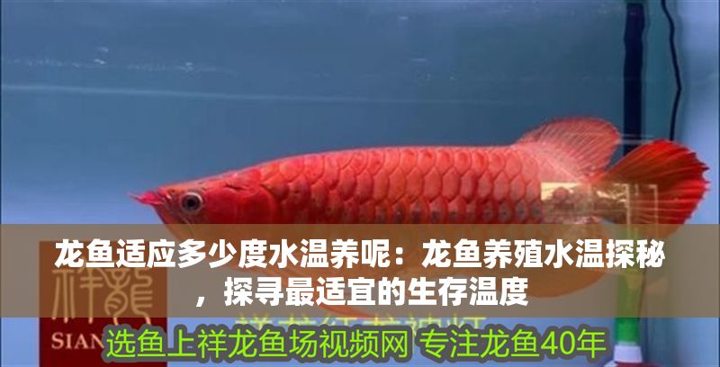 龍魚適應(yīng)多少度水溫養(yǎng)呢：龍魚養(yǎng)殖水溫探秘，探尋最適宜的生存溫度