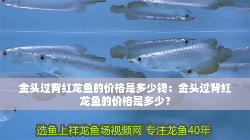 金頭過背紅龍魚的價格是多少錢：金頭過背紅龍魚的價格是多少？