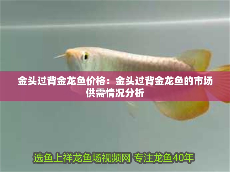 金頭過背金龍魚價(jià)格：金頭過背金龍魚的市場供需情況分析