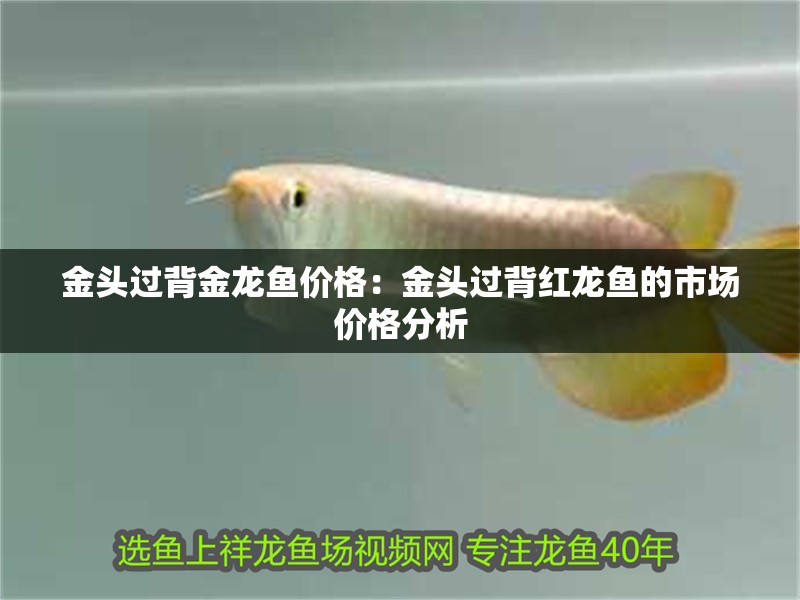 金頭過背金龍魚價格：金頭過背紅龍魚的市場價格分析
