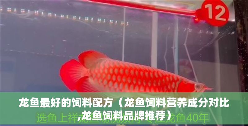 龍魚最好的飼料配方（龍魚飼料營養成分對比,龍魚飼料品牌推薦）