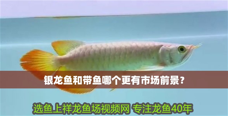 銀龍魚(yú)和帶魚(yú)哪個(gè)更有市場(chǎng)前景？