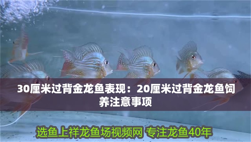 30厘米過(guò)背金龍魚表現(xiàn)：20厘米過(guò)背金龍魚飼養(yǎng)注意事項(xiàng)