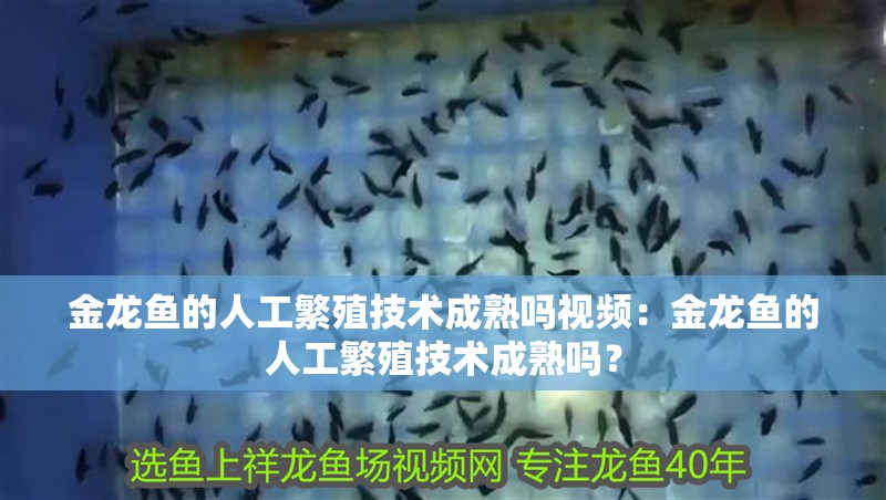 金龍魚的人工繁殖技術成熟嗎視頻：金龍魚的人工繁殖技術成熟嗎？